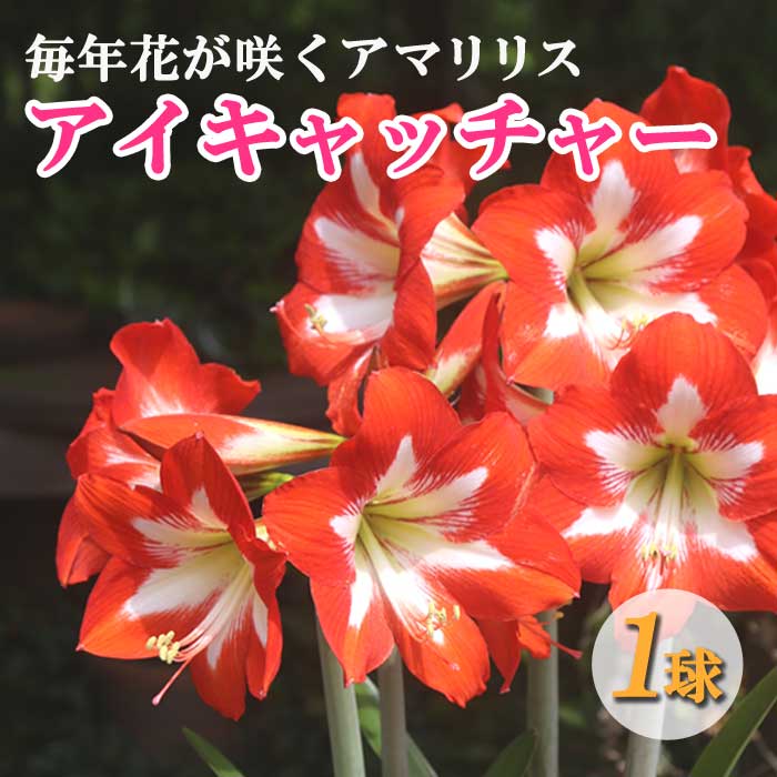 アマリリス 球根 春植え 毎年花が咲く 【 アイキャッチャー 】1球 赤系