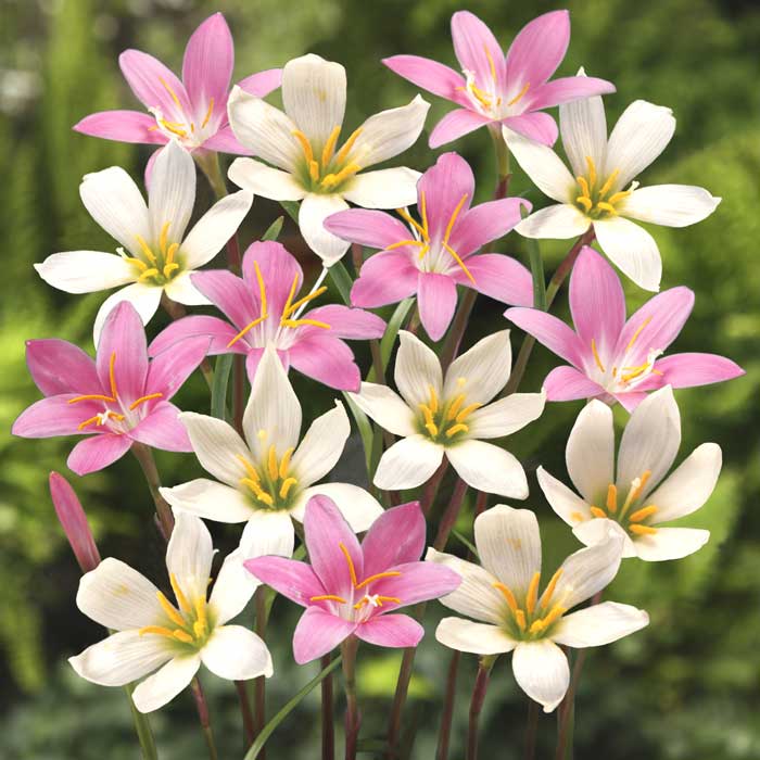 予約・早割】 毎年花が咲く【 ゼフィランサス ピンク ＆ ホワイト