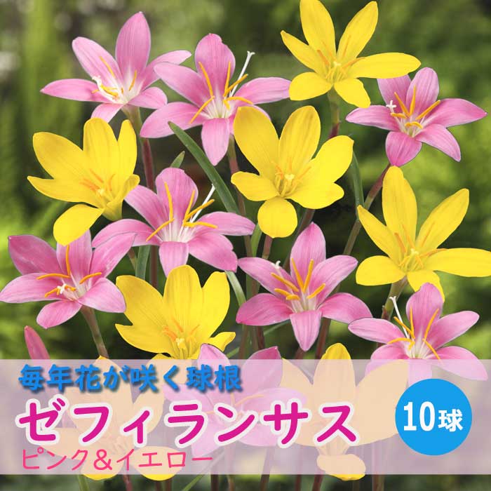 毎年花が咲く【 ゼフィランサス ピンク ＆ イエロー 】 球根 10球 春