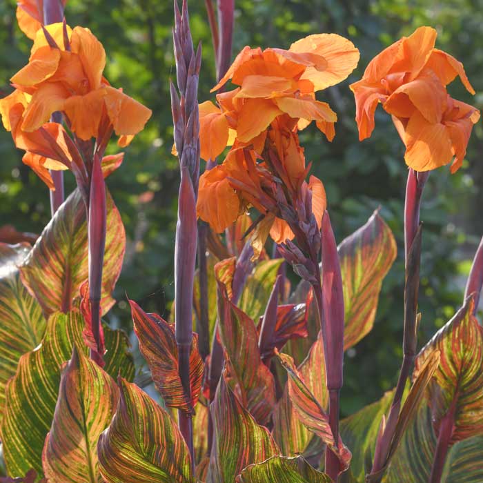 予約・早割】 カンナ 球根 葉も楽しめるカンナ 【 ダーバン 】 1球