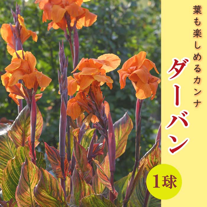 予約・早割】 カンナ 球根 葉も楽しめるカンナ 【 ダーバン 】 1球