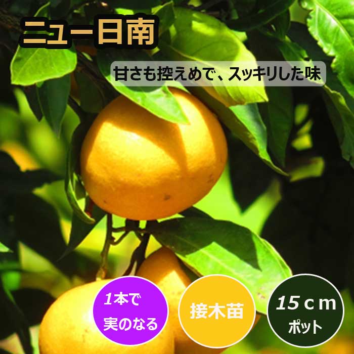 みかん 苗木 ニュー日南 15cmポット 接木 苗 登録品種 自家結実性 極