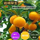 �ߤ��� ���� ������� 15����ݥå� ���� �� ��Ͽ�ʼ� ���ȷ���� ������ ���� �ߥ��� ���� �̼� ��� �����ڱ� �����ǥ˥� ����̵��