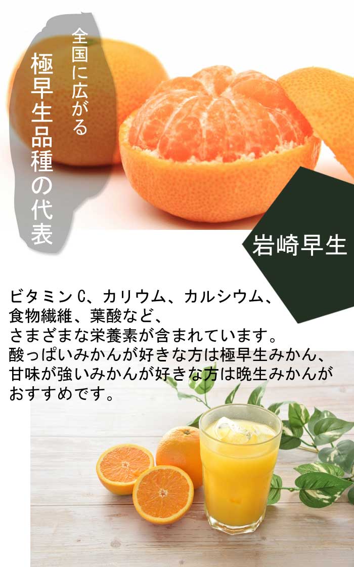 みかん 苗木 岩崎早生 15cmポット 接木 苗 登録品種 自家結実性 極