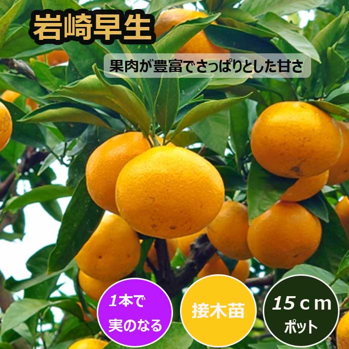 みかん 苗木 岩崎早生 15cmポット 接木 苗 登録品種 自家結実性 極