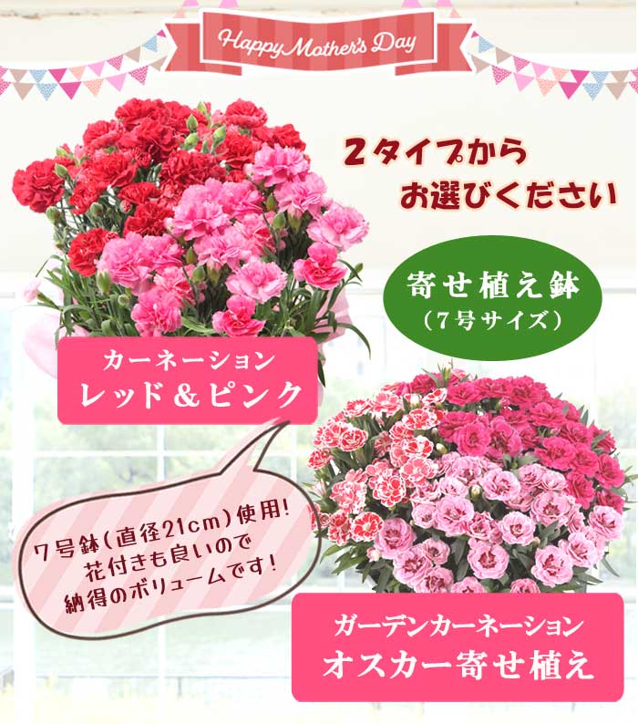 カーネーションさん専用 スプレーカーネーション ジアナ - 輸入切花専門商社 株式会社クラシック