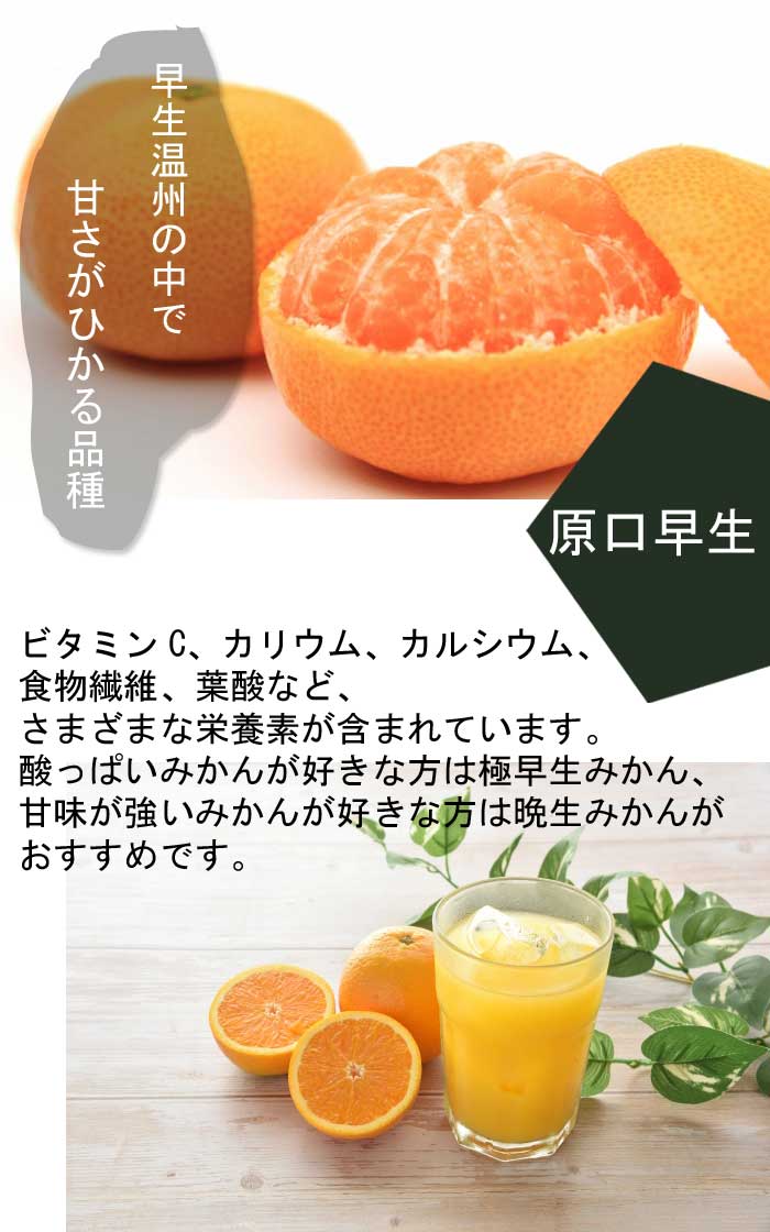 ハルカ 【極太】 3年目 みかん 接木 柑橘 苗 苗木 カンキツ オレンジ