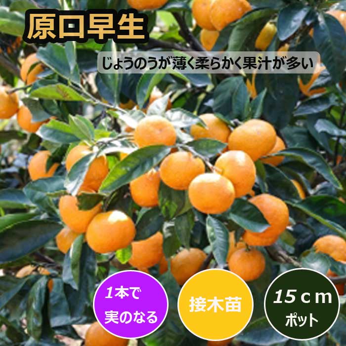 みかん 苗木 原口早生 15cmポット 接木 苗 登録品種 自家結実性 早生