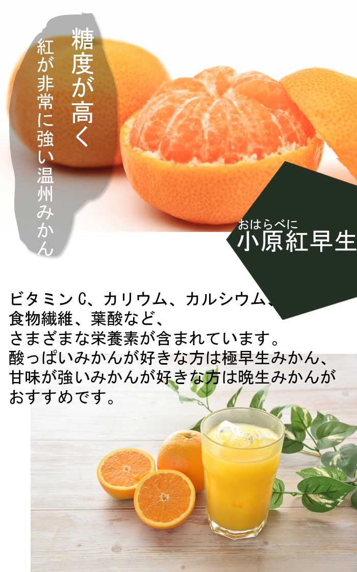 みかん 苗木 小原紅早生 15cmポット 接木 苗 登録品種 自家結実性