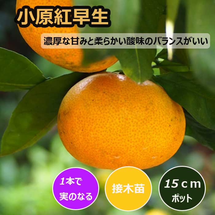 みかん 苗木 小原紅早生 15cmポット 接木 苗 登録品種 自家結実性