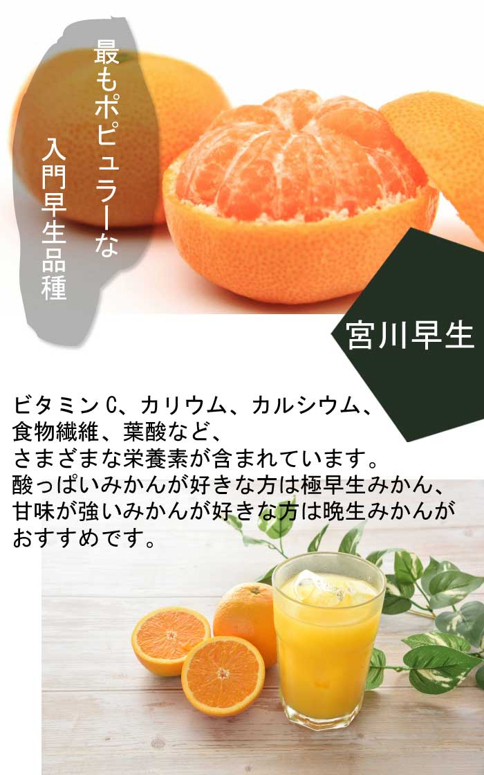 みかん 苗木 宮川早生 15cmポット 接木 苗 登録品種 自家結実性 早生