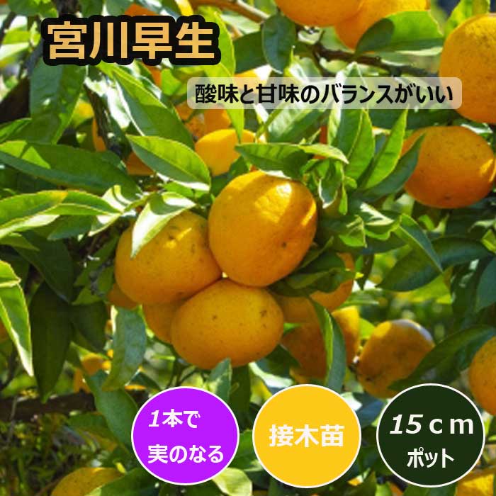 みかん 苗木 宮川早生 15cmポット 接木 苗 登録品種 自家結実性 早生
