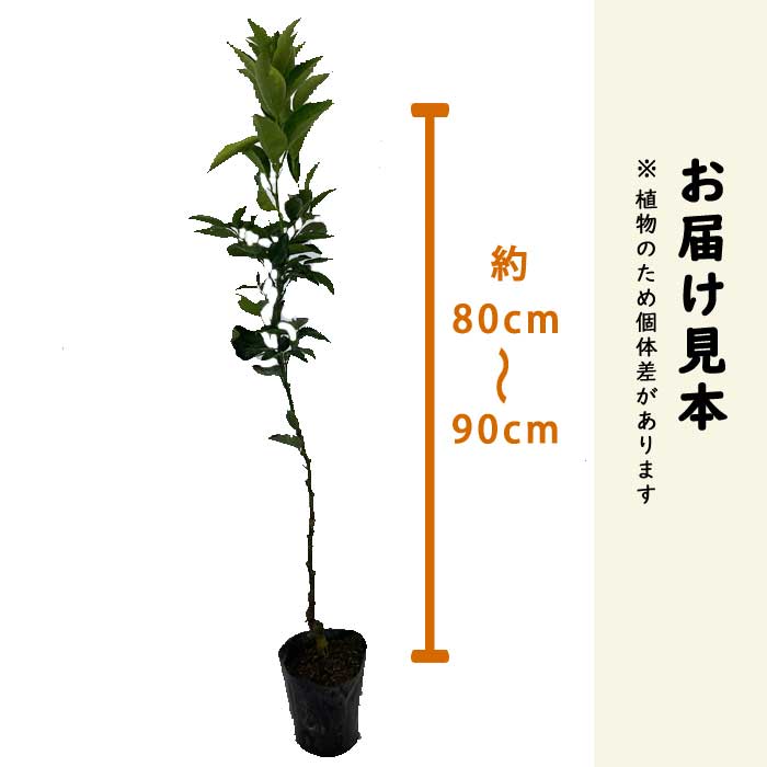果樹の苗木接木 3本セット 花ユズ、プチマル金柑、興津早生みかん