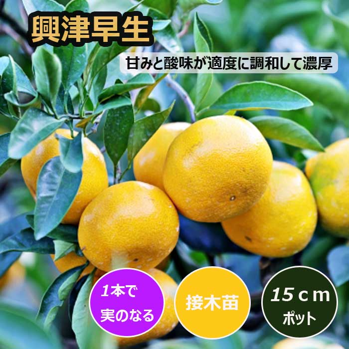みかん 苗木 興津早生 15cmポット 接木 苗 登録品種 自家結実性 早生
