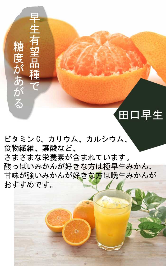 みかん 苗木 田口早生 15cmポット 接木 苗 登録品種 自家結実性 早生