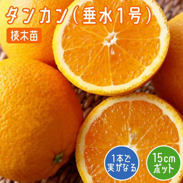 みかん 苗木 タンカン ( 垂水1号 ) 15cmポット 接木 苗 自家結実性