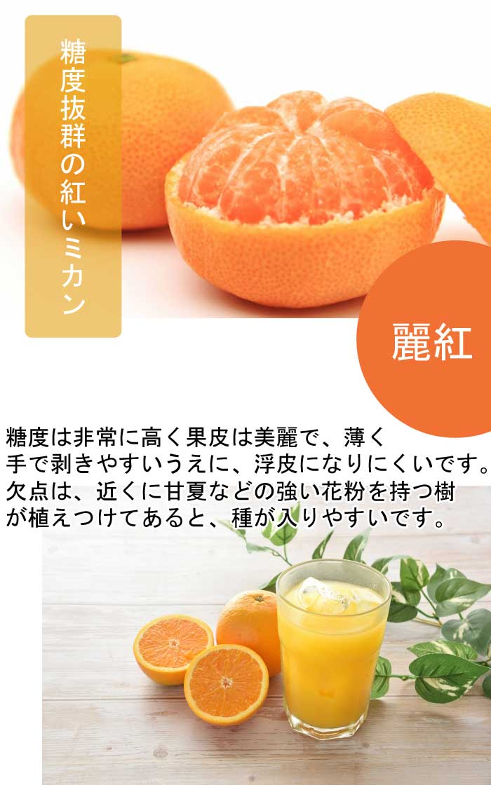 麗紅みかん大苗木　レモンの横に♪オススメ２個実付き✿✿ 麗紅みかん大苗木 レモンの横に♪オススメ2個実付き✿