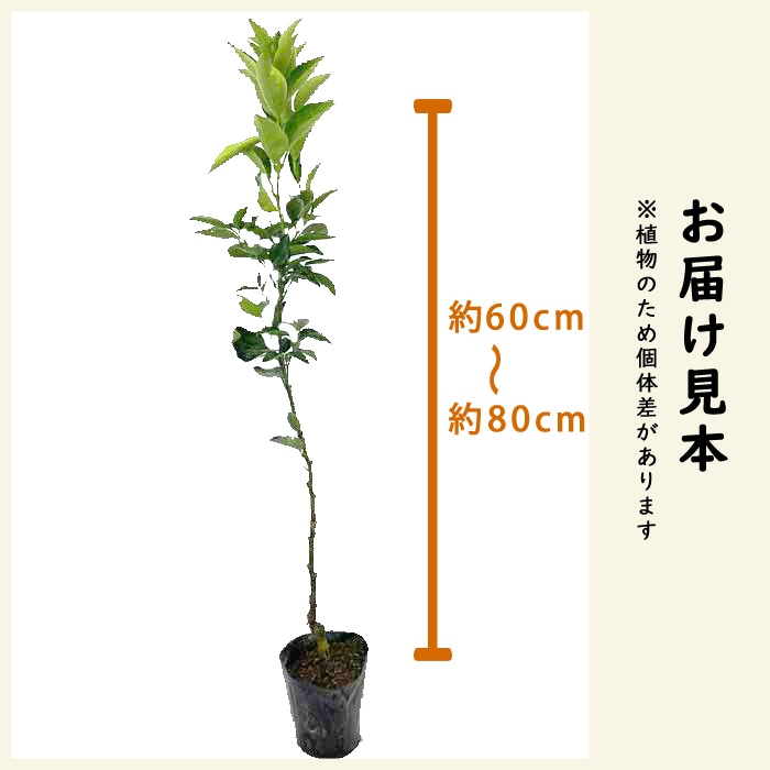 みかん 苗木 麗紅 れいこう 15cmポット 接木 苗 登録品種 PVP 自家