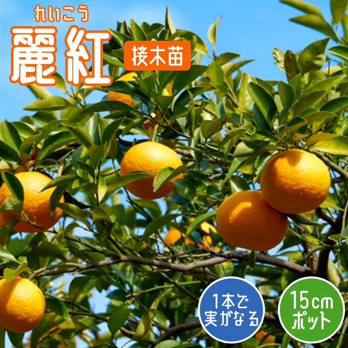 麗紅 れいこう 3年生 実つき！登録品種