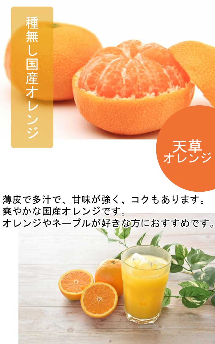 オレンジ 苗木 天草 オレンジ 15cmポット 接木 苗 自家結実性 あまく