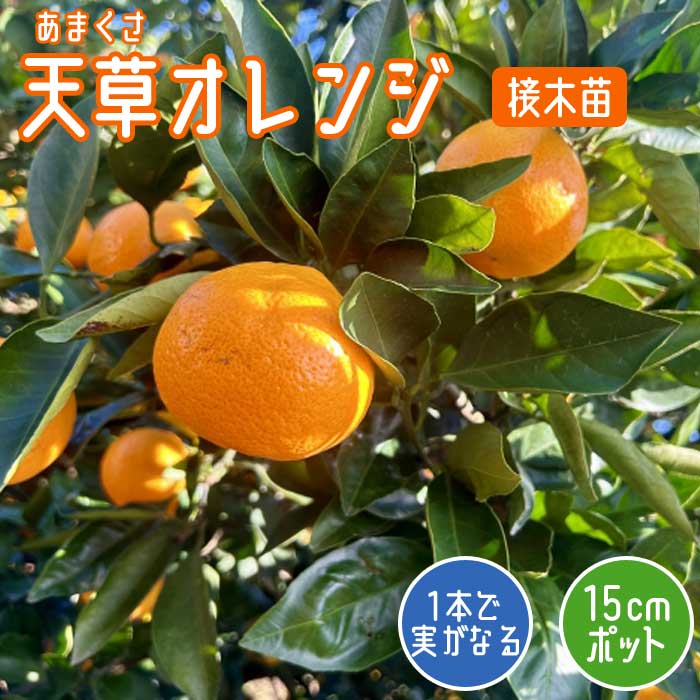 オレンジ 苗木 天草 オレンジ 15cmポット 接木 苗 自家結実性 あまく