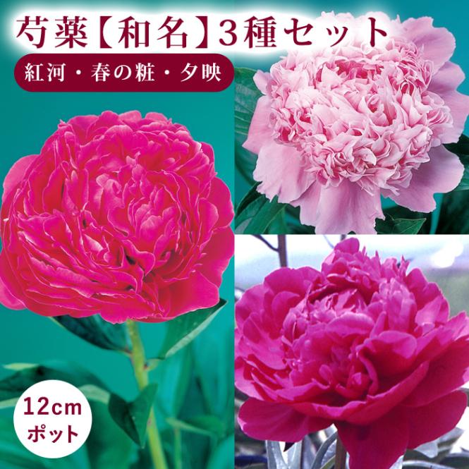 ���� ��̾ 3�ʼ糧�åȡڹȲϡ��դξѡ�ͼ�ǡ�12����ݥå� ���㤯�䤯 ���㥯�䥯 �����ǥ˥� �ɺ��� ����̵��