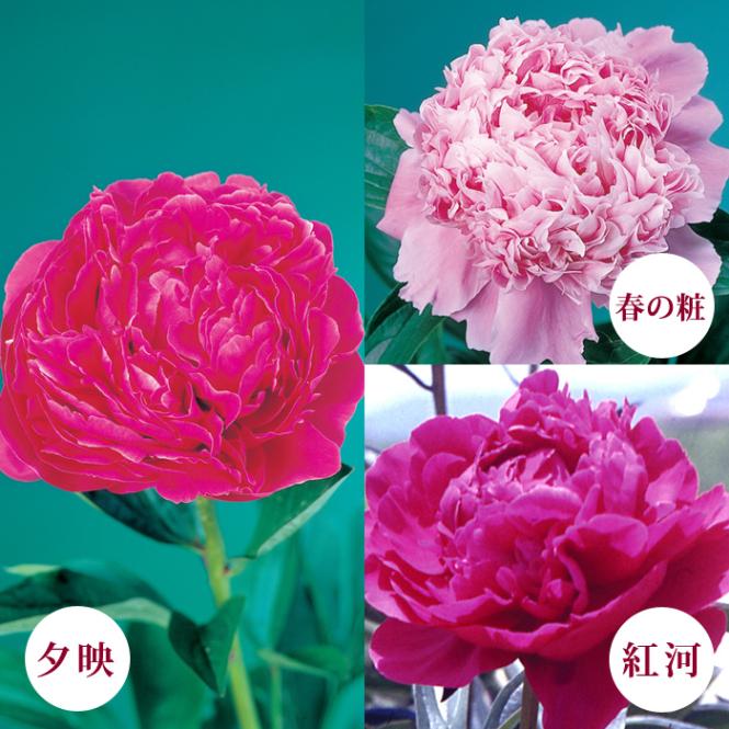 芍薬 和名 3品種セット【紅河・春の粧・夕映】12cmポット しゃくやく