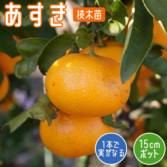 みかん 苗木 あすき 15cmポット 接木 苗 登録品種 PVP 自家結実性