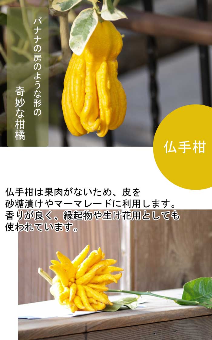 みかん 苗木 仏手柑 15cmポット 接木 苗 自家結実性 ミカン ぶっしゅ