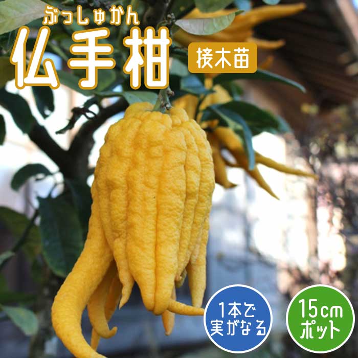 みかん 苗木 仏手柑 15cmポット 接木 苗 自家結実性 ミカン ぶっしゅ