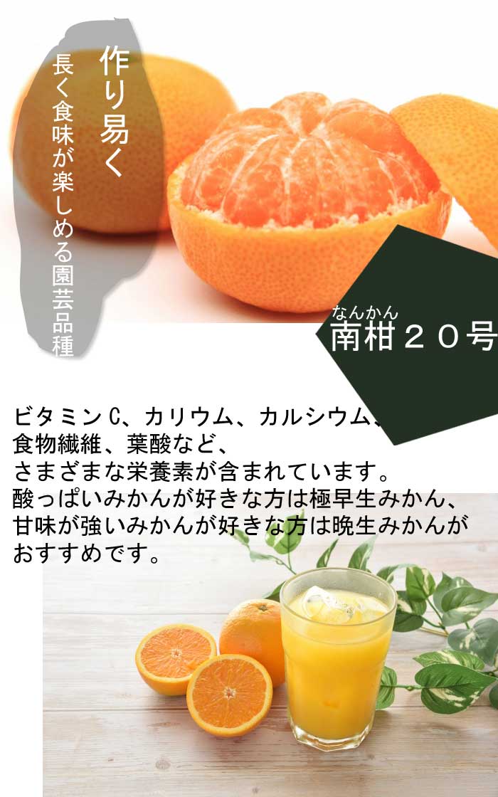 みかん 苗木 南柑20号 15cmポット 接木 苗 登録品種 自家結実性 中生