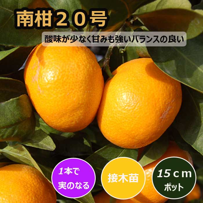 南柑20号　２年生　【果樹用の鉢付き】 みかん　柑橘　苗　苗木　温州　２年 みかん 苗木 南柑20号 15cmポット 接木 苗 登録品種 自家結実性 中生