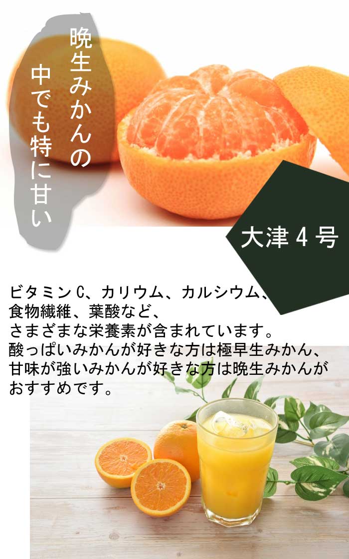 みかん 苗木 大津4号 15cmポット 接木 苗 登録品種 自家結実性 晩生