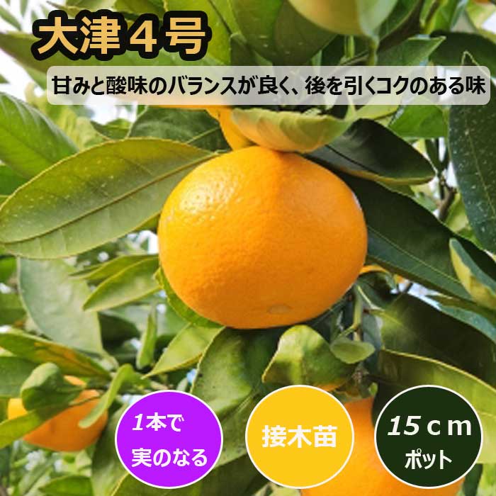 みかん 苗木 大津4号 15cmポット 接木 苗 登録品種 自家結実性 晩生