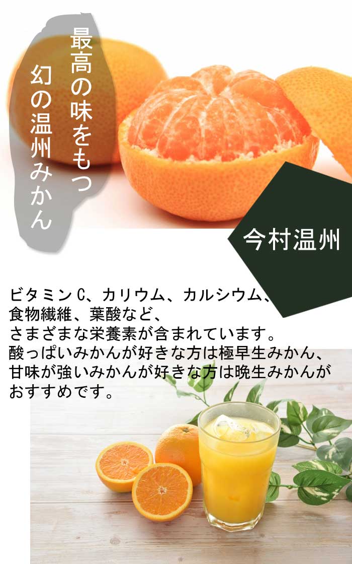 みかん 苗木 今村温州 15cmポット 接木 苗 登録品種 自家結実性 晩生
