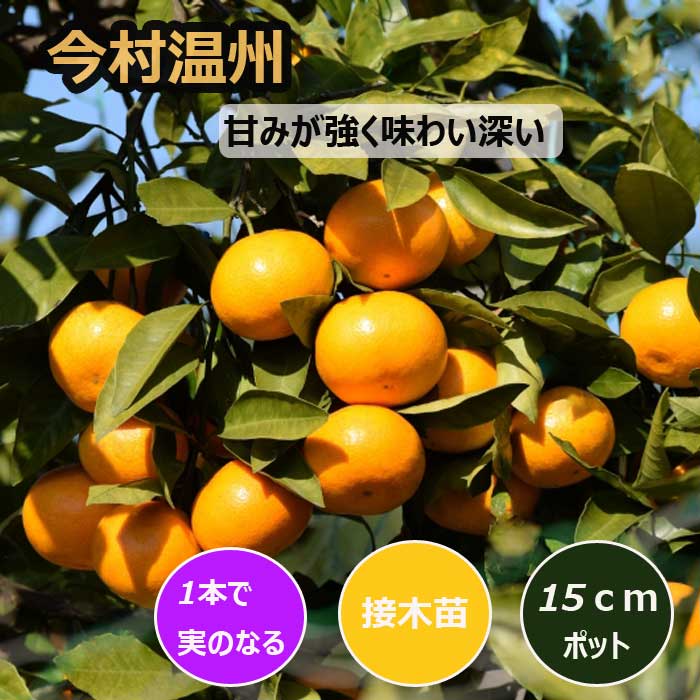 みかん 苗木 今村温州 15cmポット 接木 苗 登録品種 自家結実性 晩生