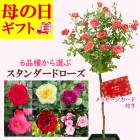 ��ͽ��� ����� �ץ쥼��� 2026ǯ �͵��餭 �Х� ��6�ʼ狼�����٤� ����������� ������ 6��ȭ�� ����̵�� ȭ�� ���� ������ 50�� 60�� 70�� �֤�����