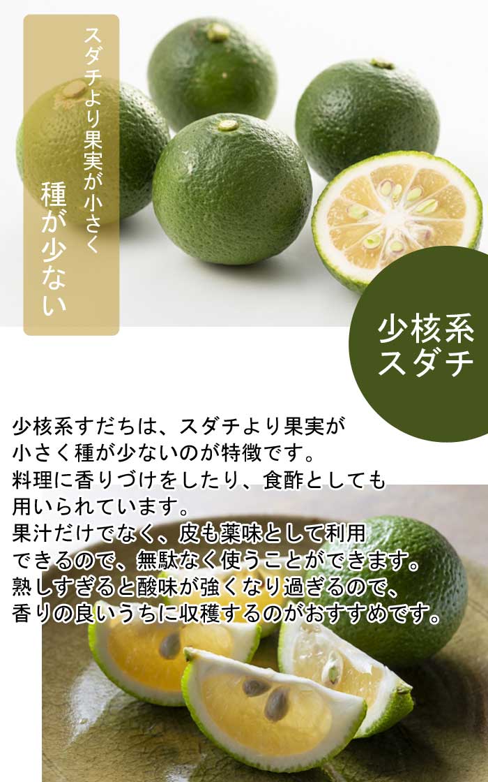 すだち 苗木 少核系 スダチ 15cmポット 接木 しょうかくけい 香酸柑橘