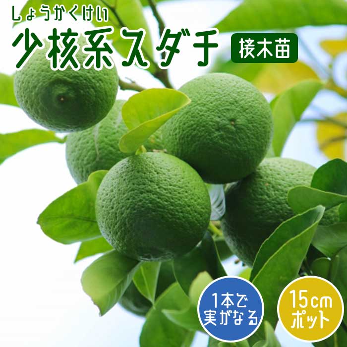 すだち 苗木 少核系 スダチ 15cmポット 接木 しょうかくけい 香酸柑橘