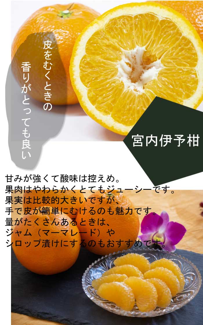 みかん 苗木 宮内伊予柑 15cmポット伊予柑 接木 苗 登録品種 自家