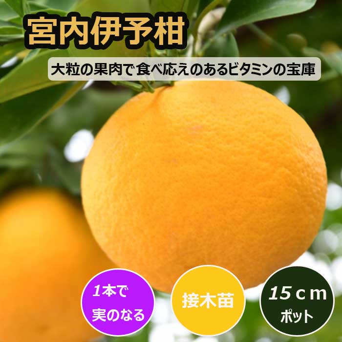 みかん 苗木 宮内伊予柑 15cmポット伊予柑 接木 苗 登録品種 自家