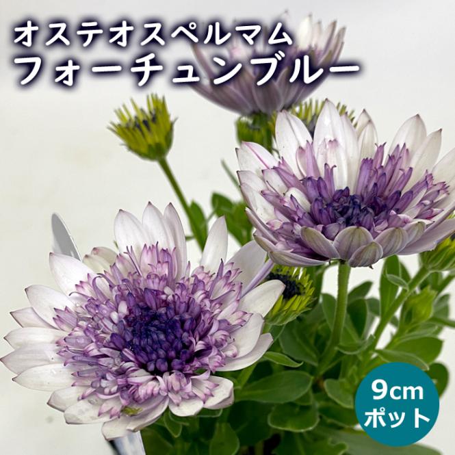 �����ƥ����ڥ�ޥ� �ե��������֥롼 9cm�ݥå� �� �����ǥ˥� �󤻿��� ������� ȭ���� �Ͽ��� �鿴�� �ϥ�����