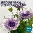 ƥڥޥ ե֥롼 9cmݥå  ǥ˥ 󤻿  ȭ Ͽ 鿴 ϥ