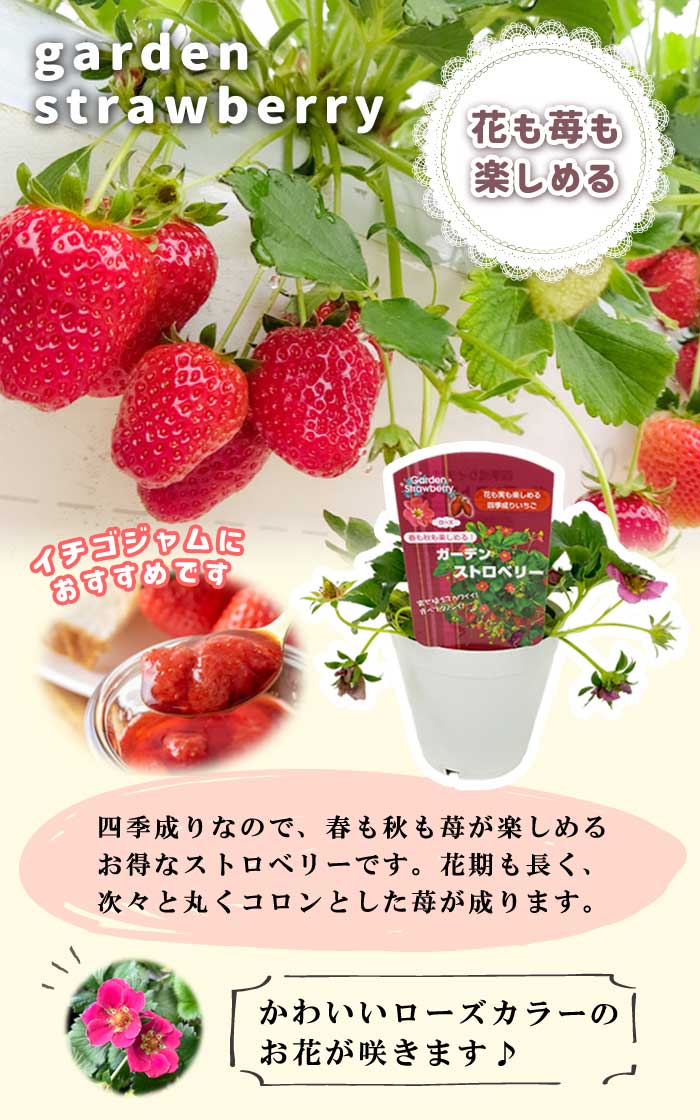 ガーデンストロベリー 10.5cmポット 苺 いちご 苗 イチゴ 寄せ植え 花