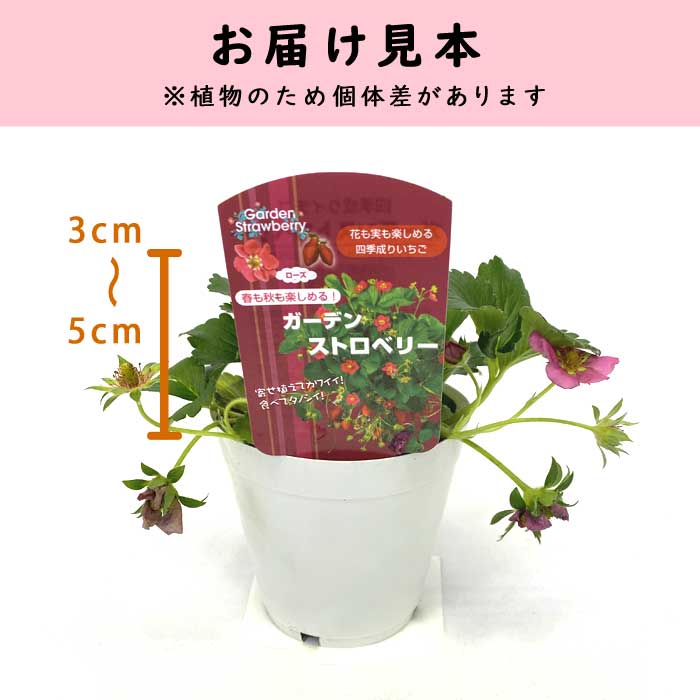 ガーデンストロベリー 10.5cmポット 苺 いちご 苗 イチゴ 寄せ植え 花