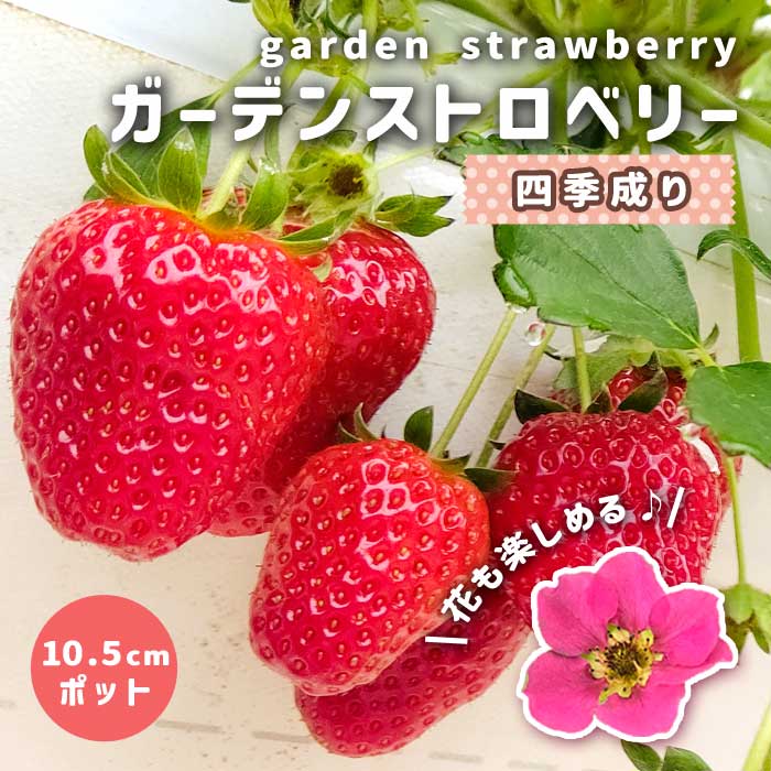 落花生人、いちごぽしぇっとセット 25年9月中下旬予約]いちごのかんたん栽培セット（鉢無しでできる