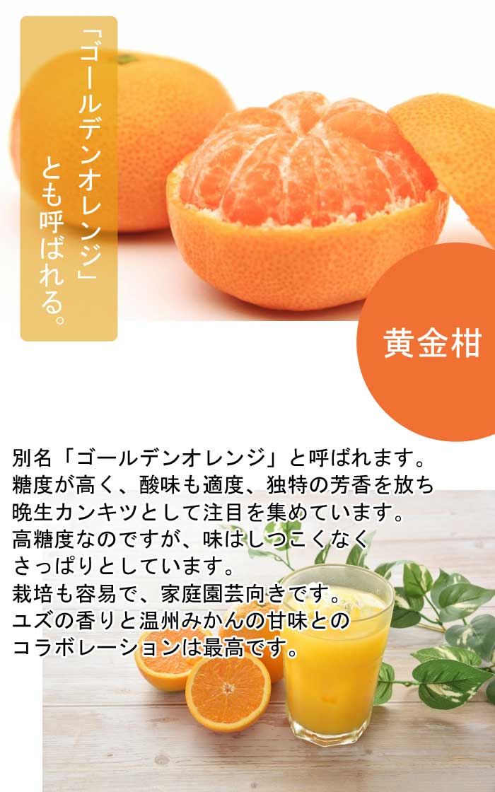 みかん 苗木 黄金柑 15cmポット 接木 苗 自家結実性 ミカン