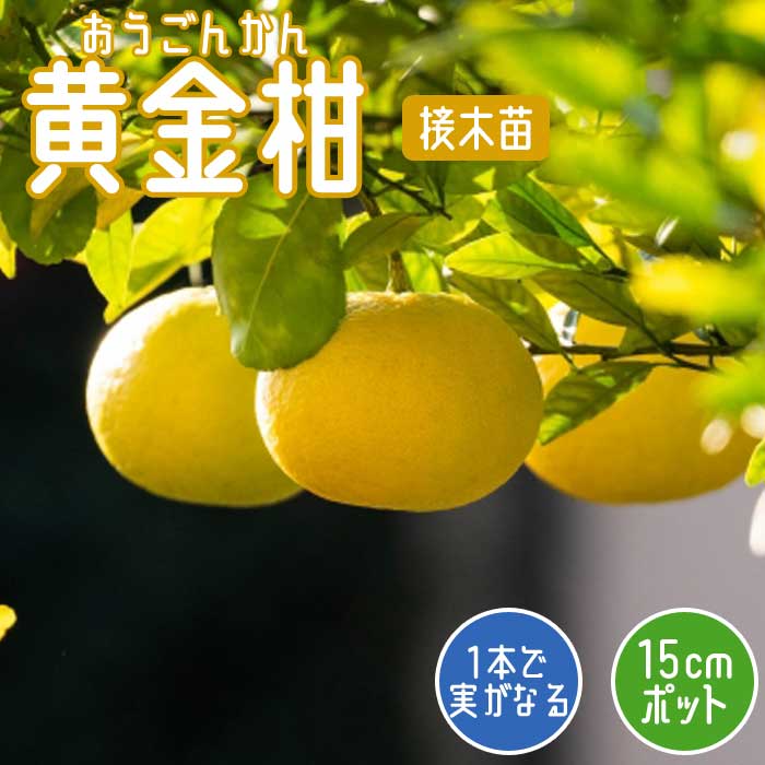 みかん 苗木 黄金柑 15cmポット 接木 苗 自家結実性 ミカン