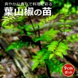 ջܥ  9cm󥰥ݥå ֤ɤܥ  ϡ ˧ 󤷤礦 ܥ 󥷥祦 ڤβ ϥ