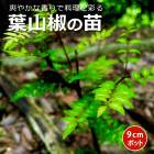 �ջ�ܥ �� 9cm���󥰥ݥå� �֤ɤ���ܥ  �ϡ��� ˧�� ���󤷤礦 ��ܥ ���󥷥祦 �ڤβ� �ϥ�����